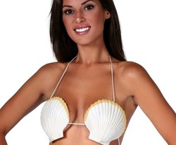 coquillage coquille st jacques